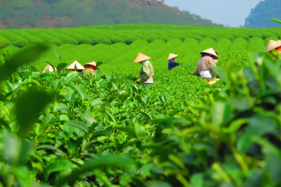 Người hái chè đội nón lá giữa những luống chè xanh, Thái Nguyên