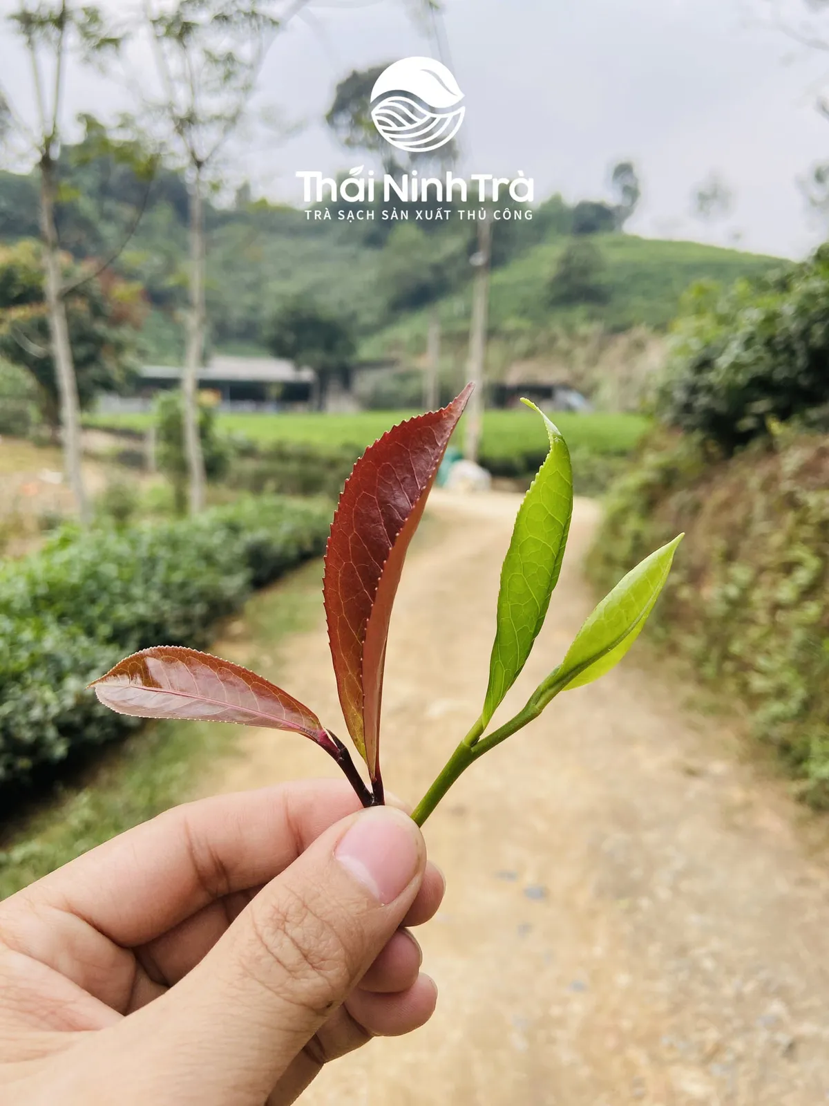 Búp chè tím tự nhiên bên búp chè xanh
