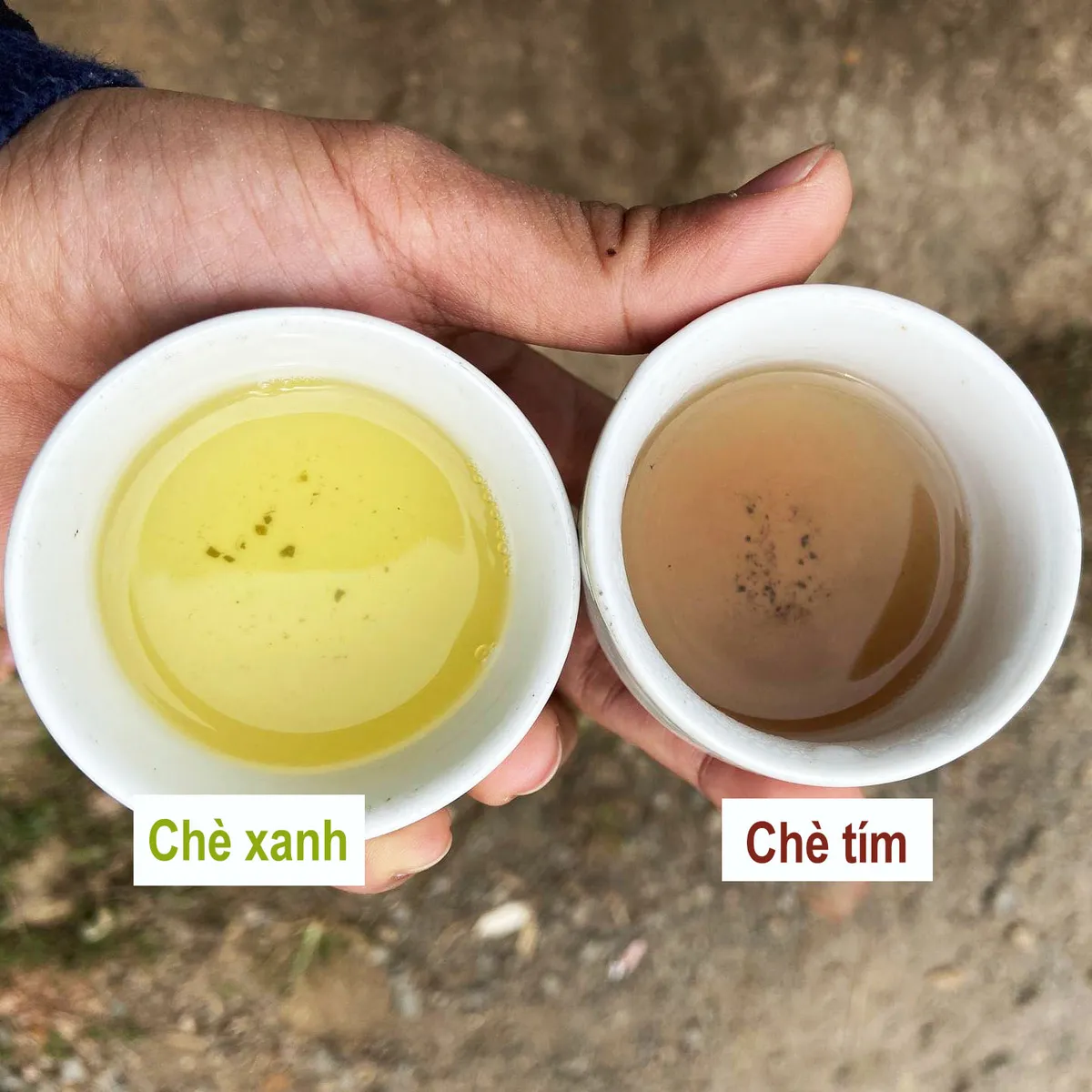 Hai chén nước trà: chè xanh màu vàng xanh, chè tím màu hồng nâu
