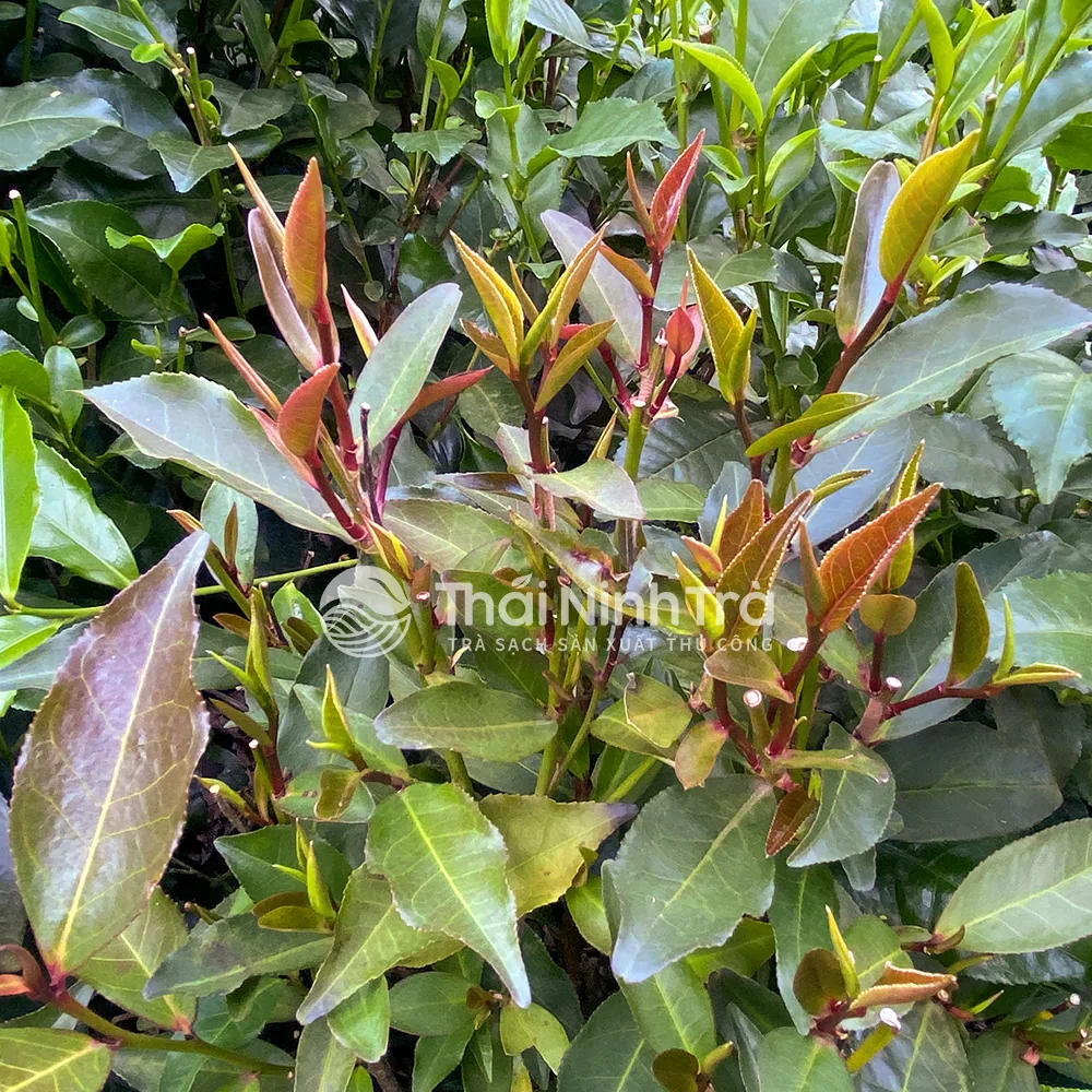 Bụi chè tím với nhiều búp tím xen lá xanh