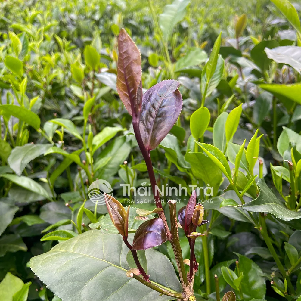 Búp chè tím trên nương chè Thái Nguyên, lá non màu tím đỏ