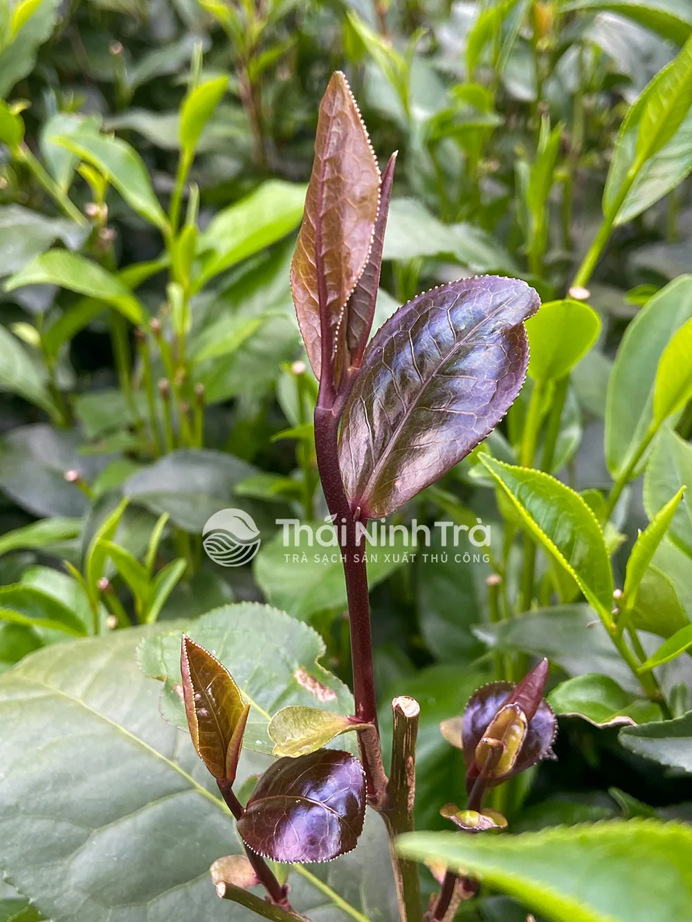 Búp chè tím một tôm hai lá, màu tím sẫm, trên nương chè Thái Nguyên