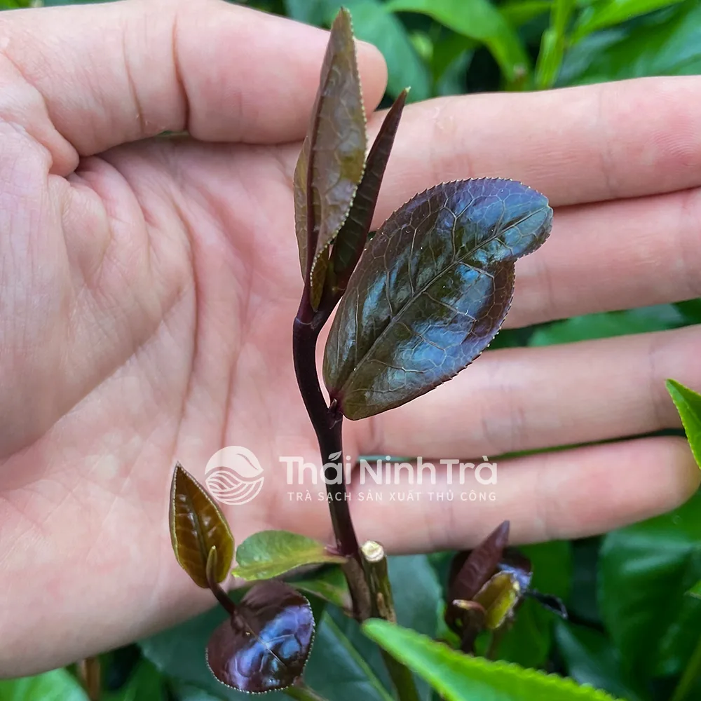 Búp chè tím cầm trên tay, mặt lá non ánh tím sẫm