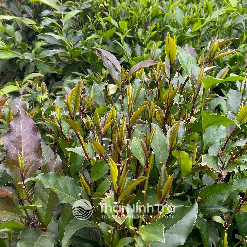 Nương chè trung du có cây chè búp tím mọc xen